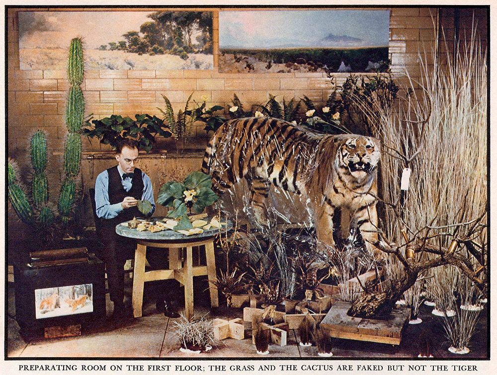 NEM A TIGRIS 287 / Field Museum of Natural History (Chicago, 1937, Fortune magazin). A kép ma Chris Mullen archivátor The Visual Telling of Stories című online archívumában található, a felvételen egy preparátor dolgozik egy múzeumi dioráma elkészítésén. Minden hamis, kivéve a tigrist. A képet Kristóf Krisztián képzőművész küldte a Tigristárba