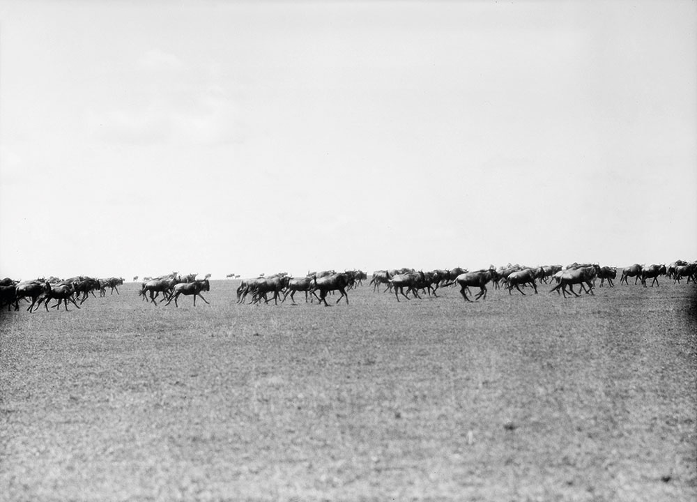 Gnúcsorda, Tanzánia, Serengeti, 1930 Fotó: Walter Mittelholzer, ETH-Bibliothek