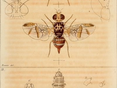 Annales de la Société entomologique de France (1842)
