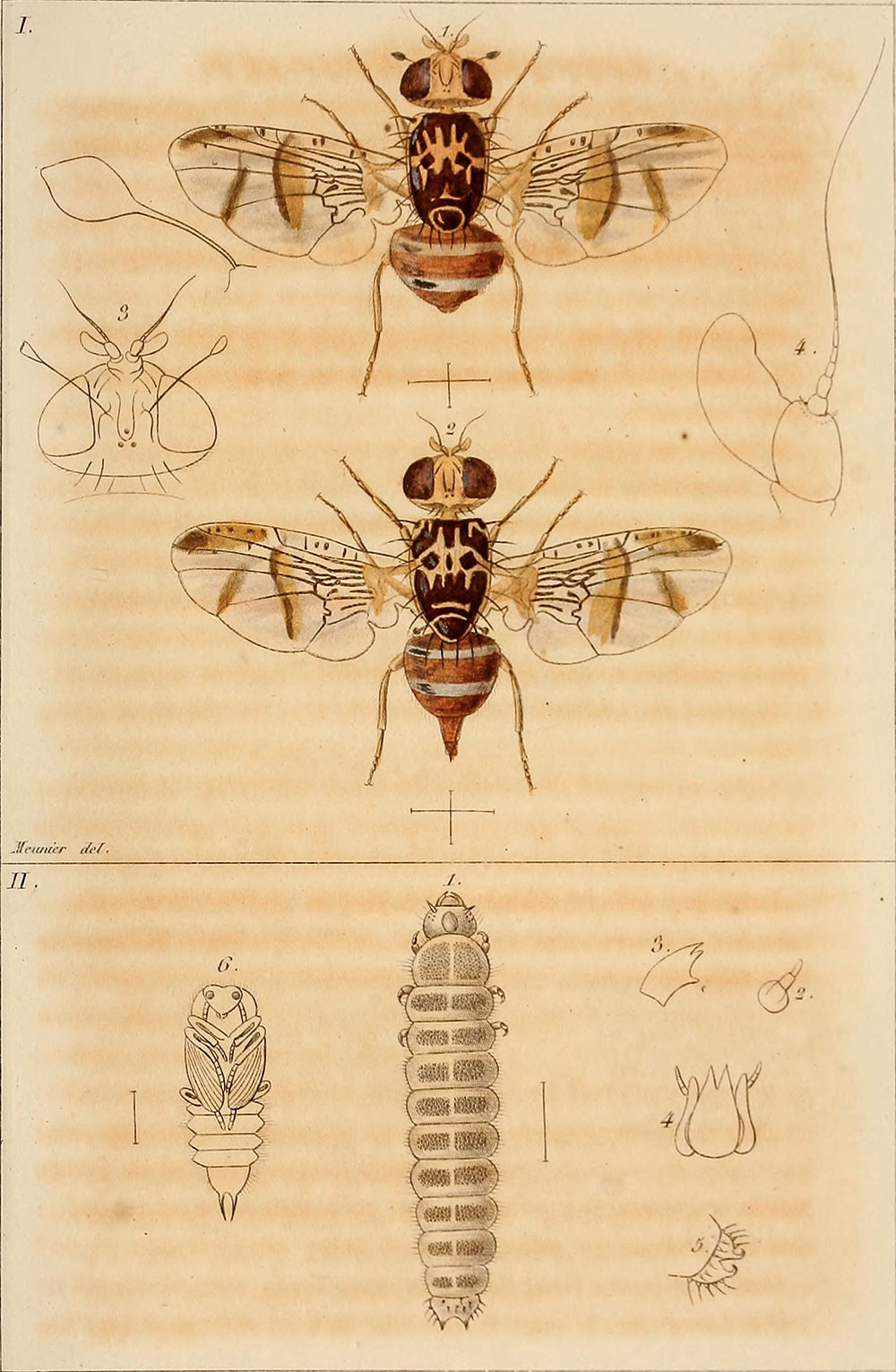 Annales de la Société entomologique de France (1842)