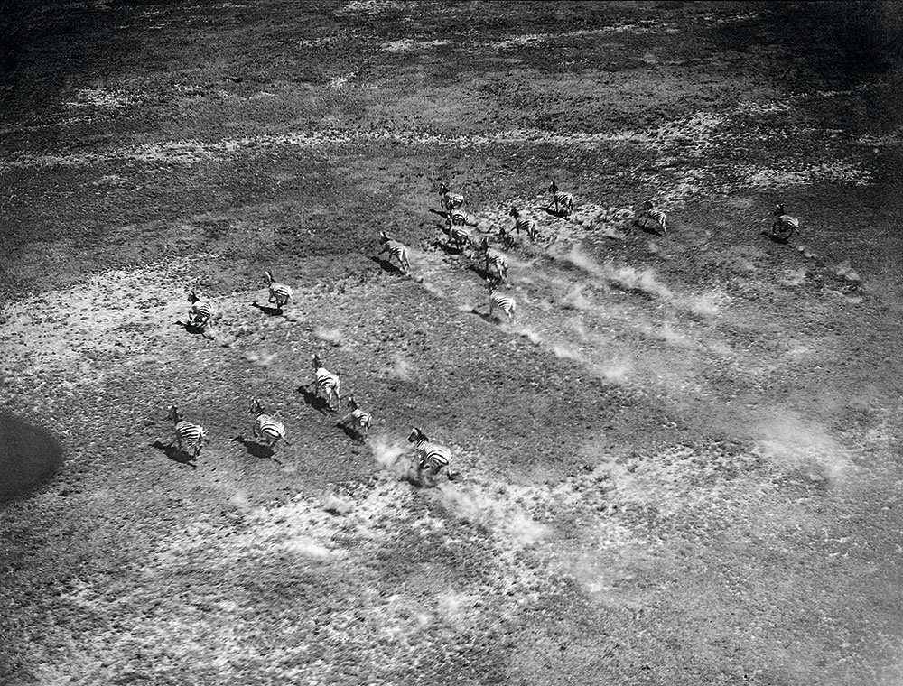 Zebrák, Tanzánia, Serengeti, 1930 Fotó: Walter Mittelholzer, ETH-Bibliothek